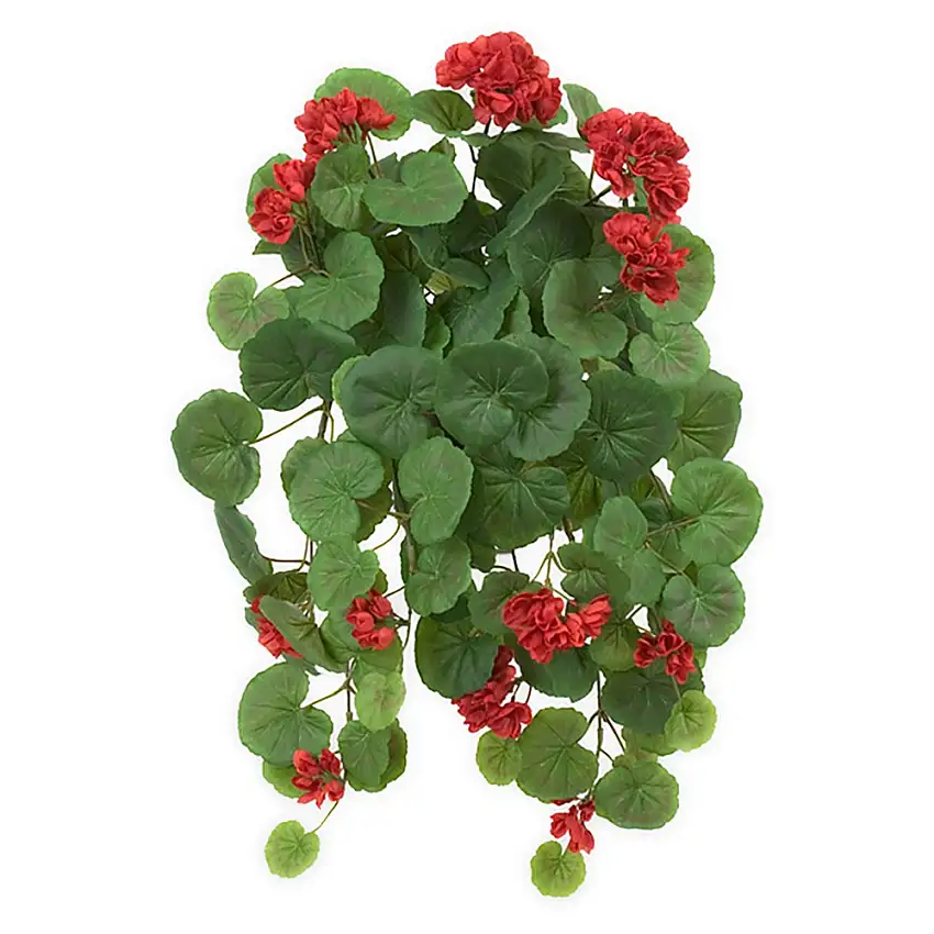 Konstväxt Fröken FräkenHängpelargonRöd