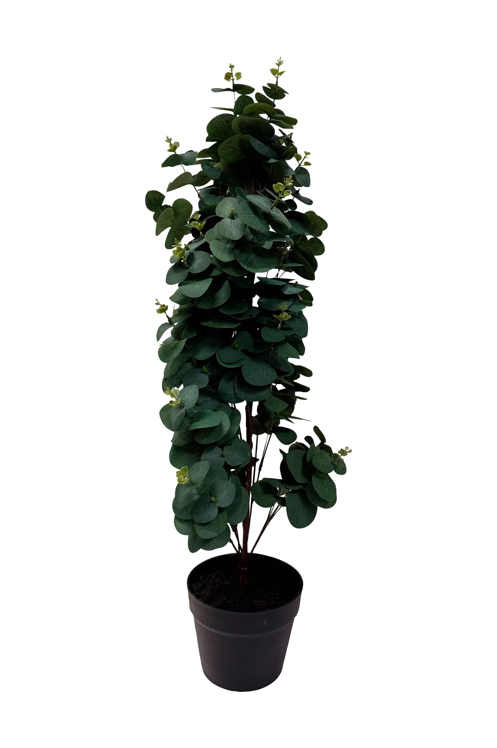 Konstväxt Viridis Eucalyptus 78