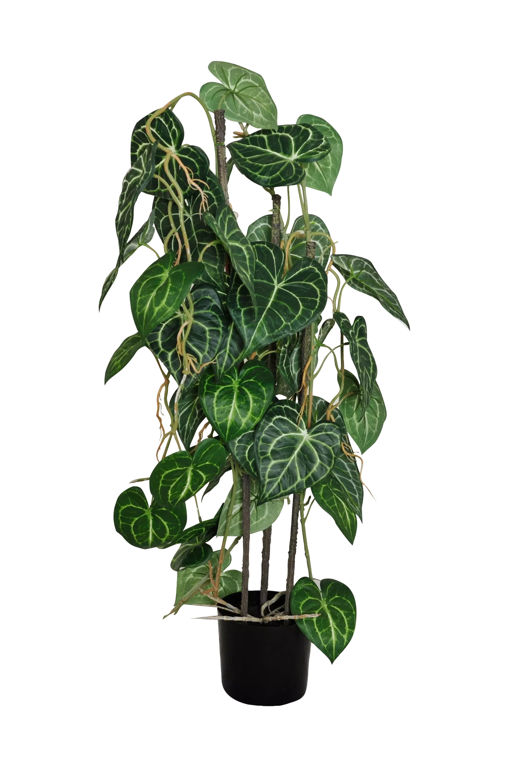 Konstväxt Viridis Anthurium