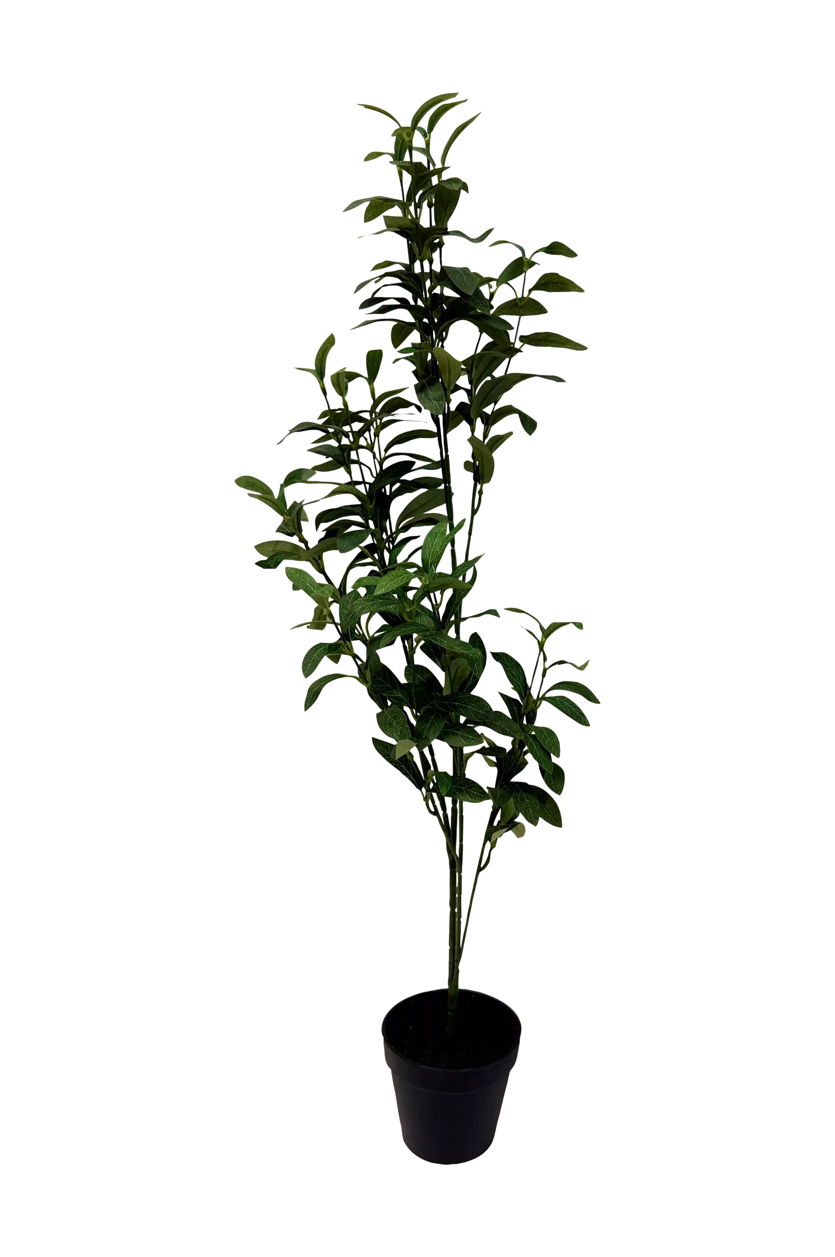 Konstväxt Viridis Olive Tree