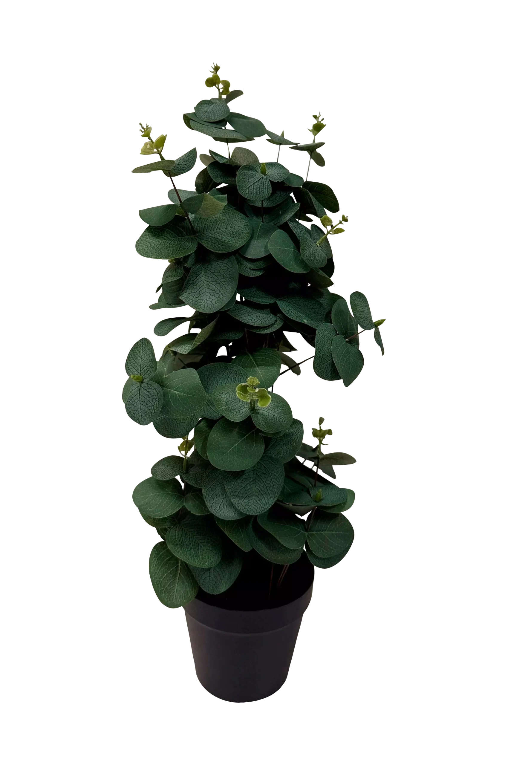 Konstväxt Viridis Eucalyptus 54